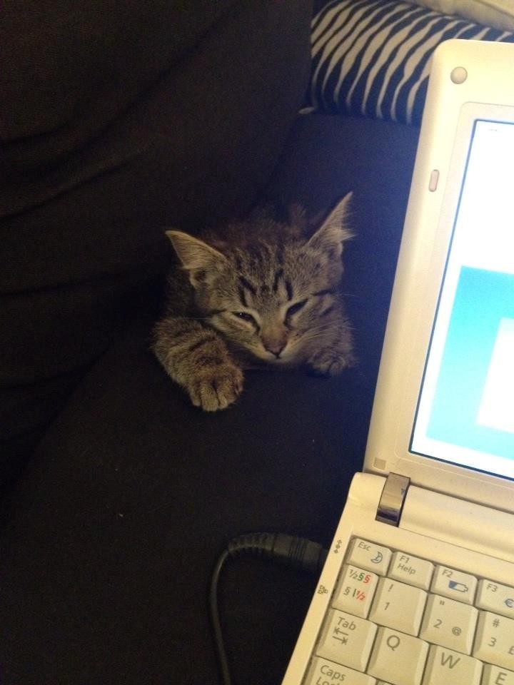 Blanding af racer Bailey billede 3