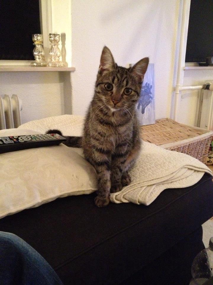 Blanding af racer Bailey billede 4