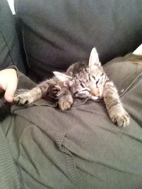 Blanding af racer Bailey billede 5