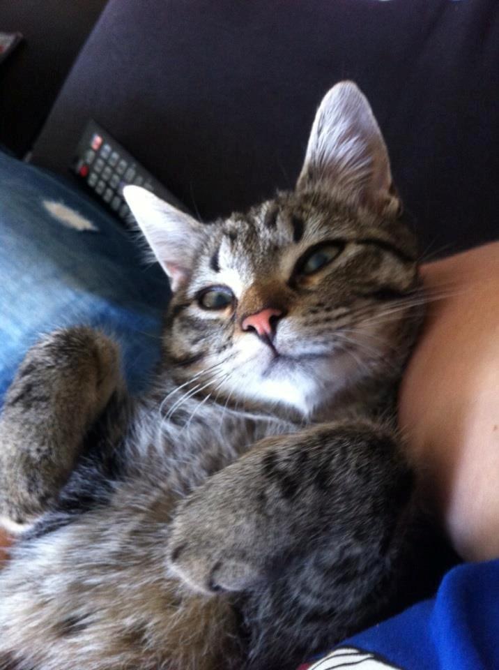 Blanding af racer Bailey billede 1