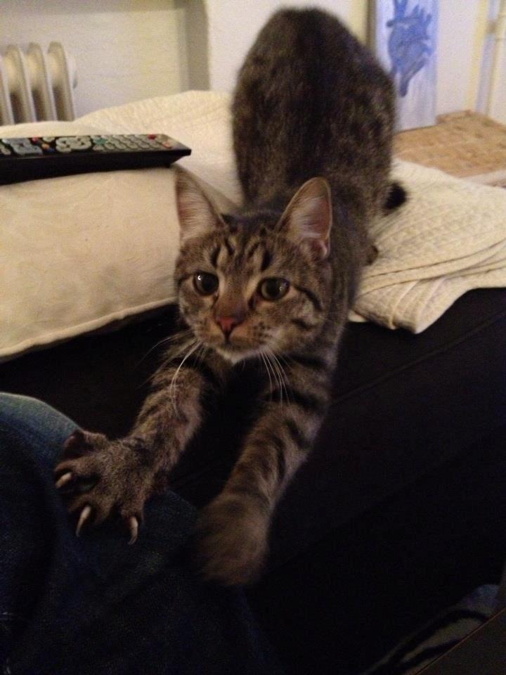 Blanding af racer Bailey billede 6