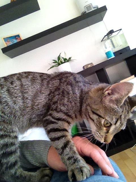 Blanding af racer Bailey billede 8