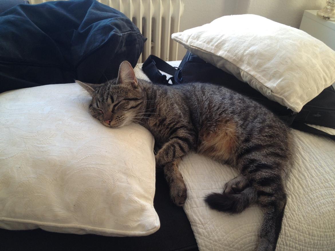 Blanding af racer Bailey billede 9