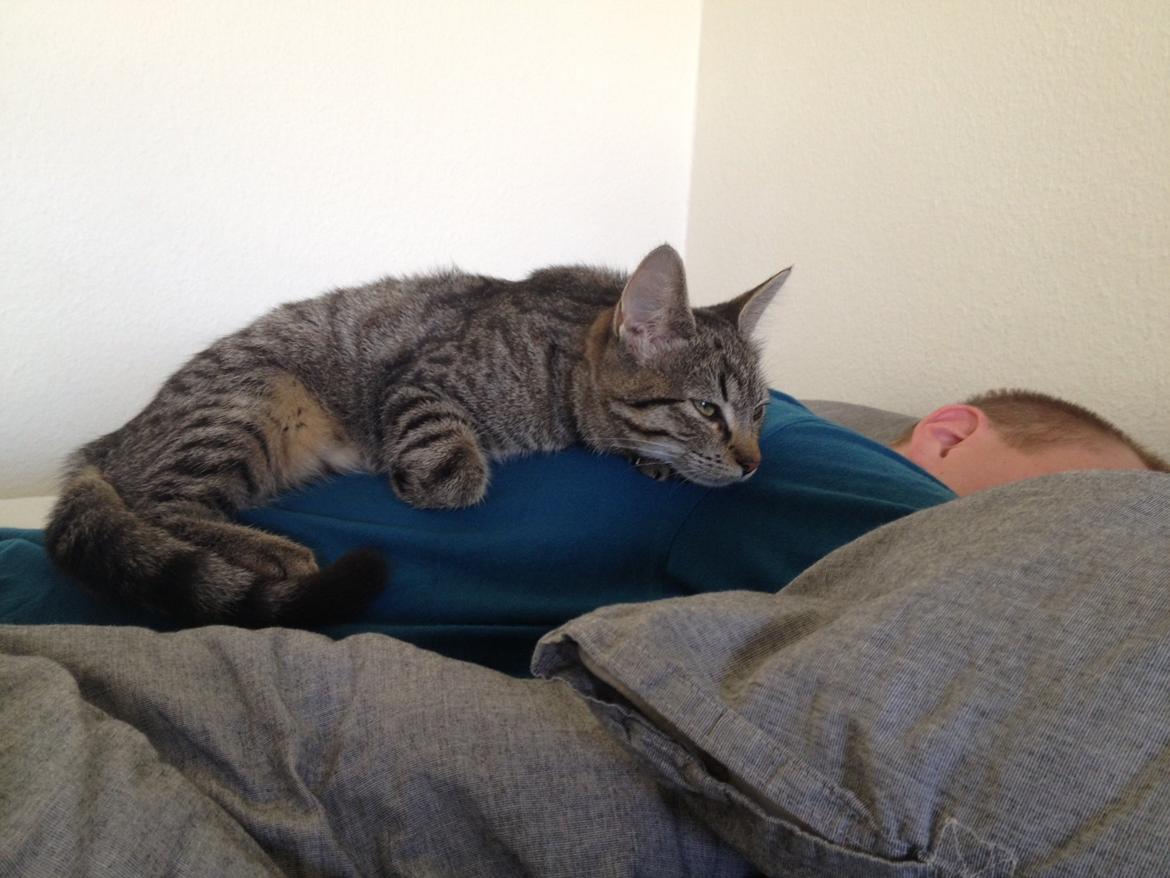 Blanding af racer Bailey - Bailey tager en lur på far :) billede 10