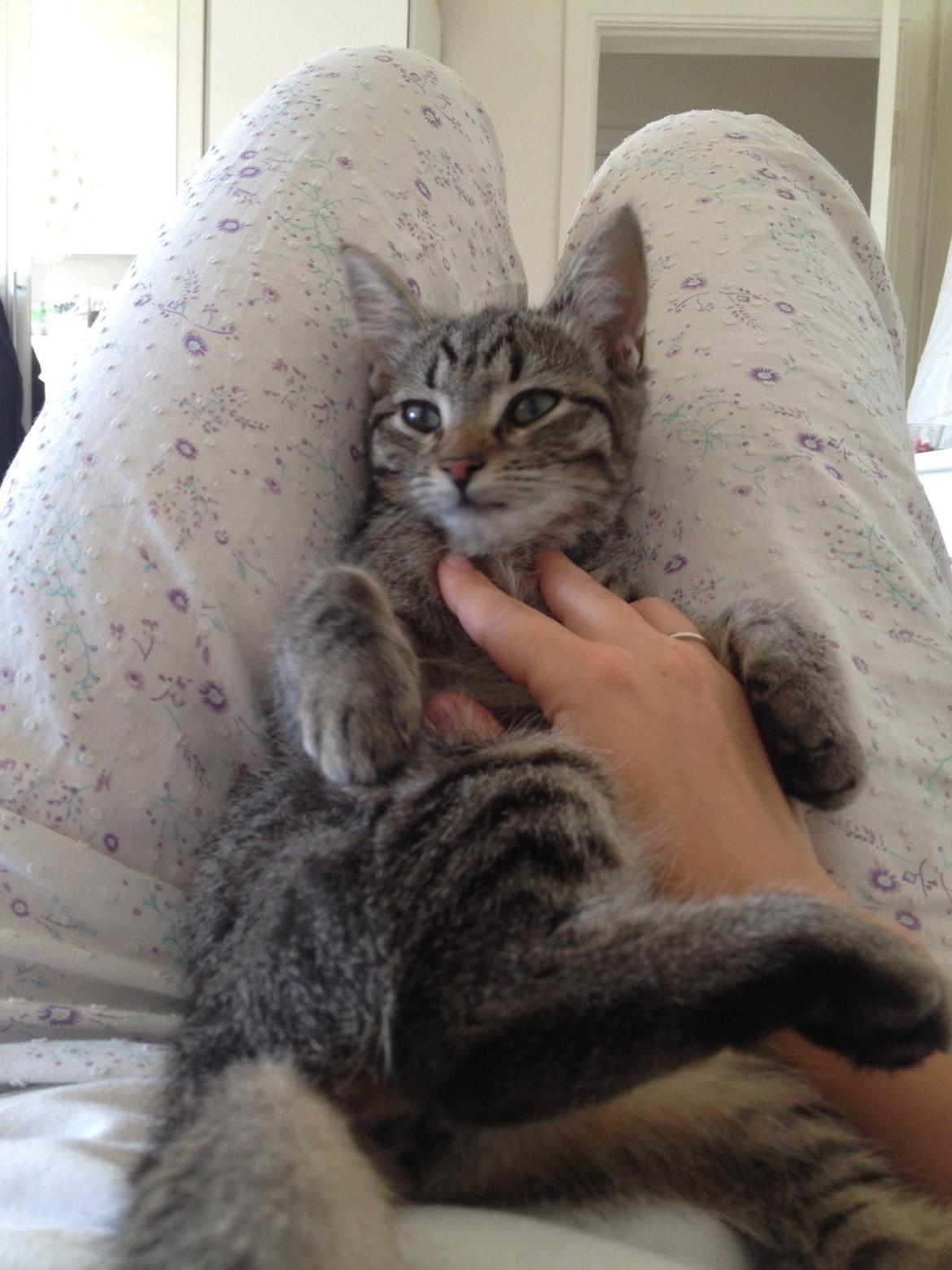 Blanding af racer Bailey billede 11