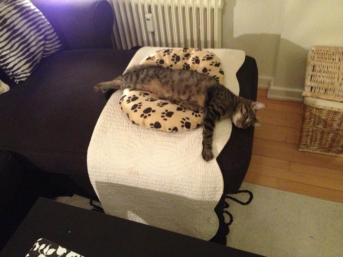 Blanding af racer Bailey billede 12