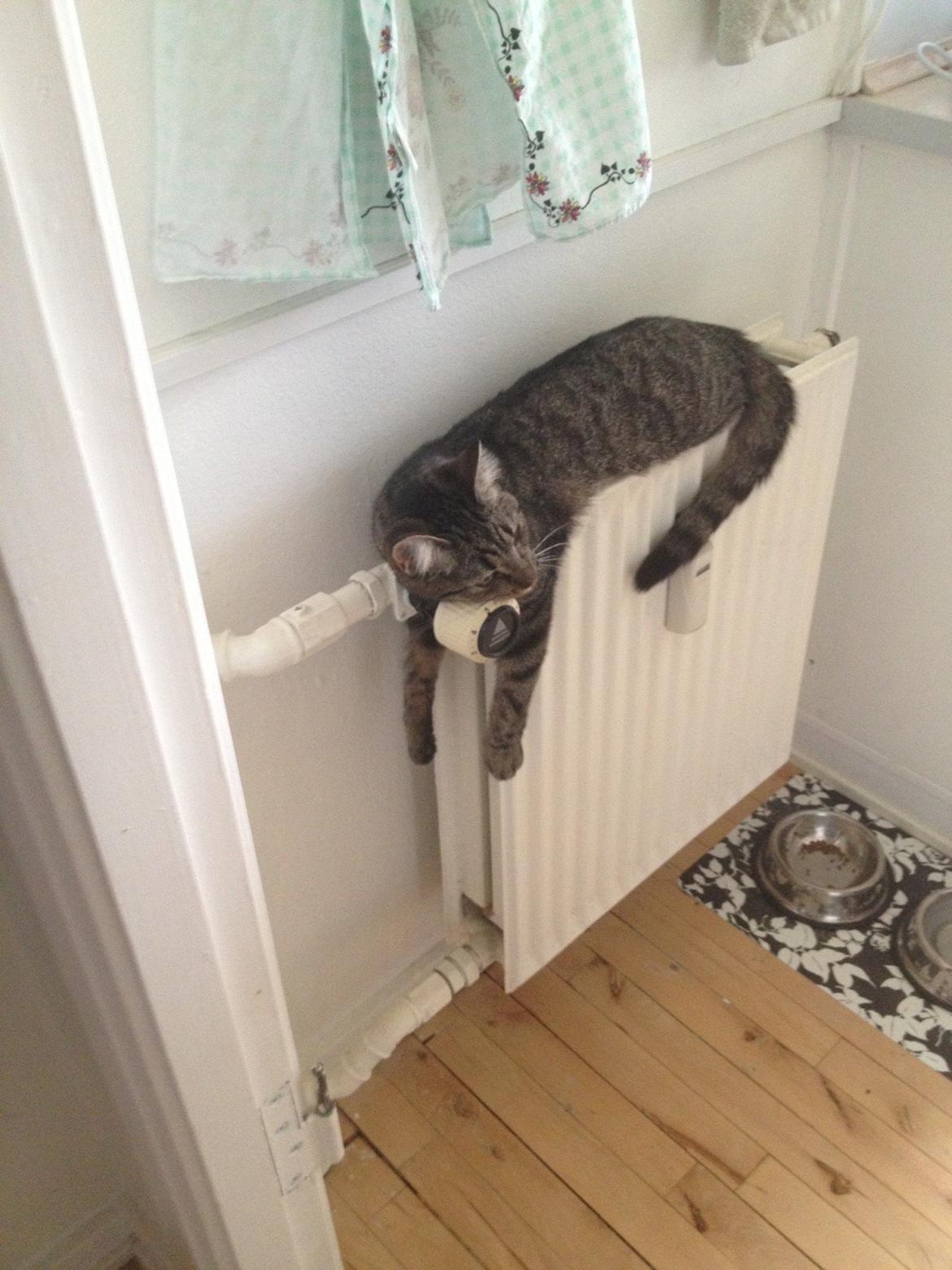 Blanding af racer Bailey - Får lige varmen :D billede 13