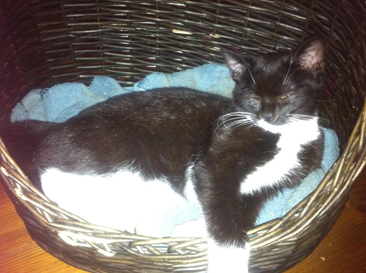 Huskat Emma billede 1