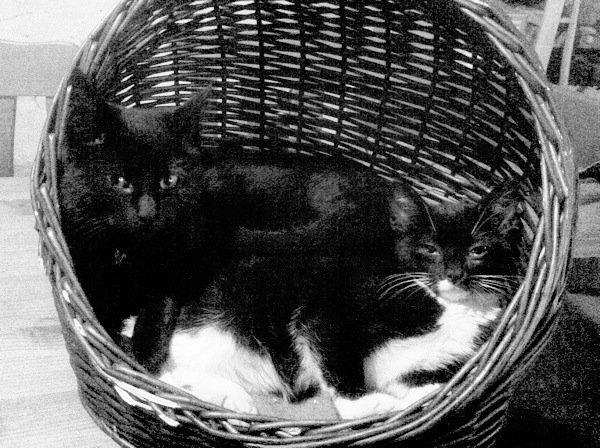 Huskat Emma - Emma og Blacki. Emma ligger yderst  billede 2