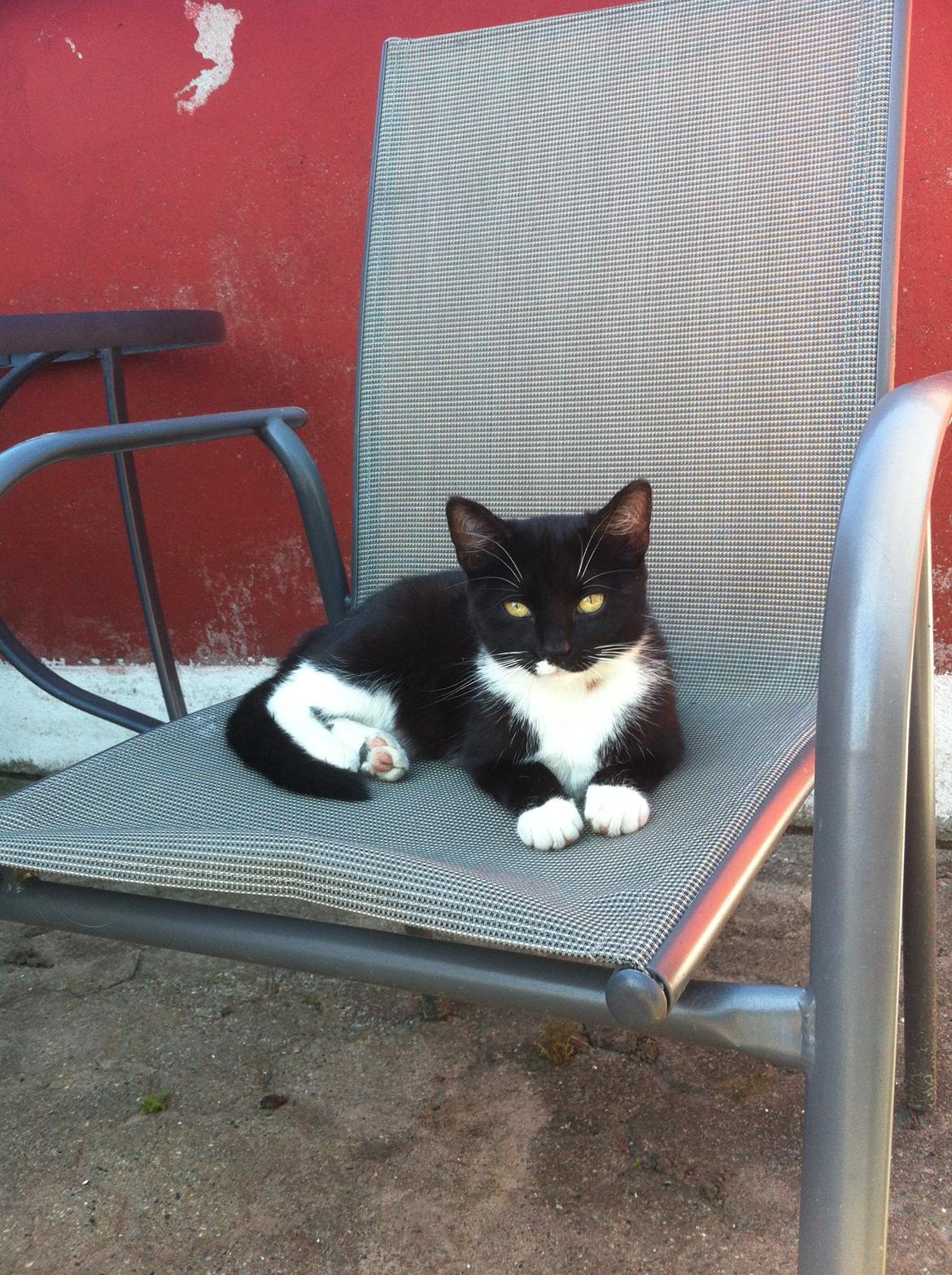 Huskat Emma billede 3