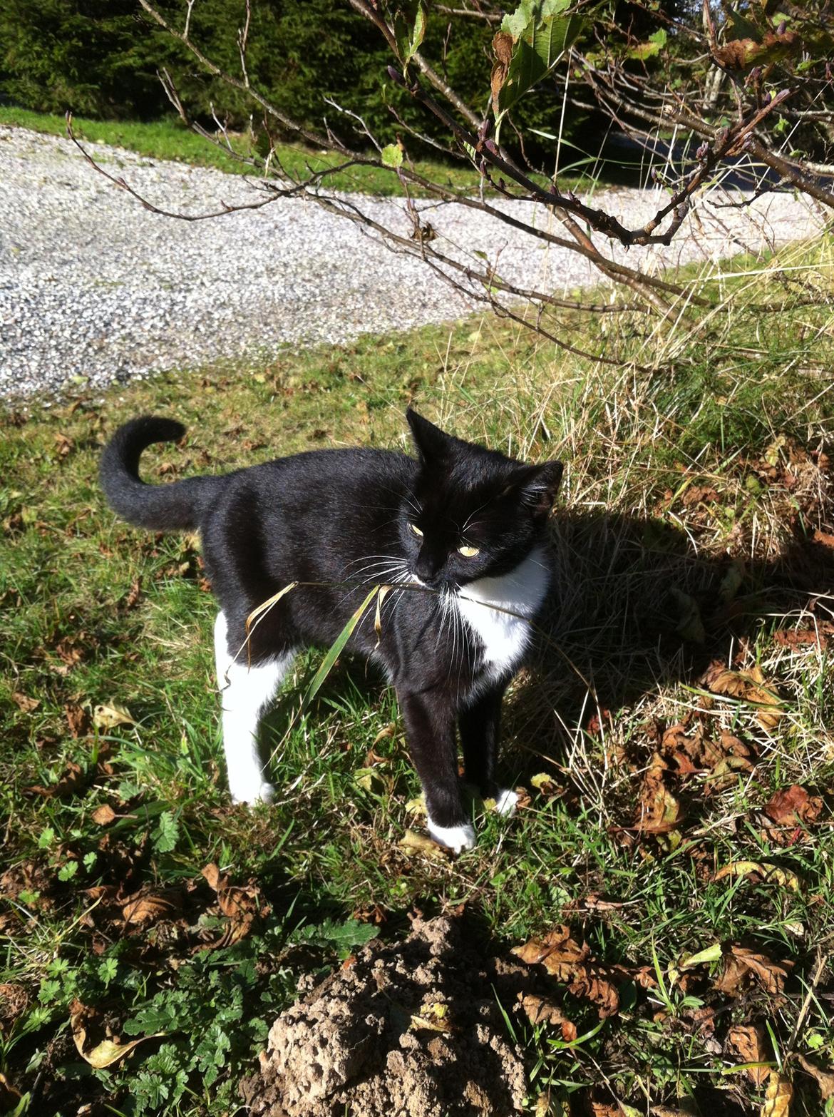 Huskat Emma billede 4