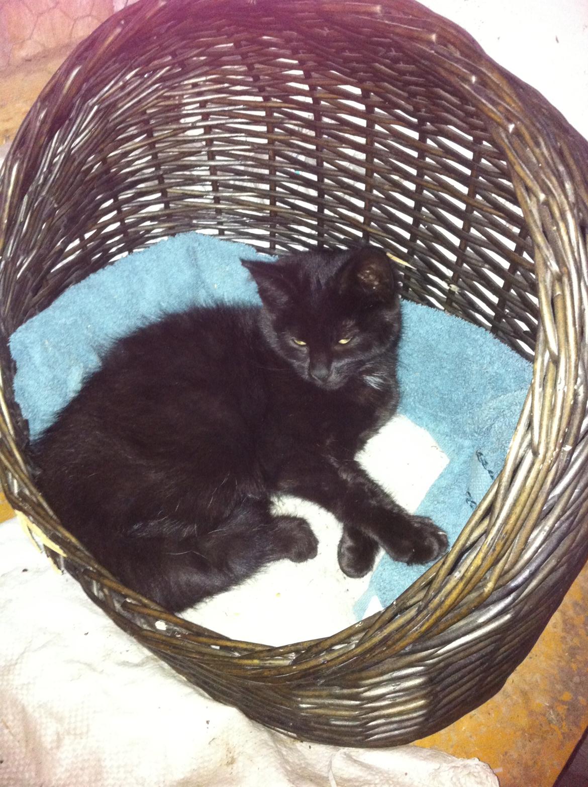 Huskat Blacki billede 1