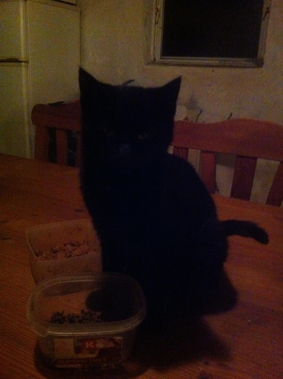 Huskat Blacki billede 2