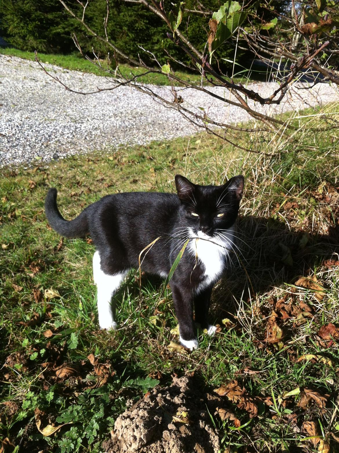 Huskat Emma billede 5