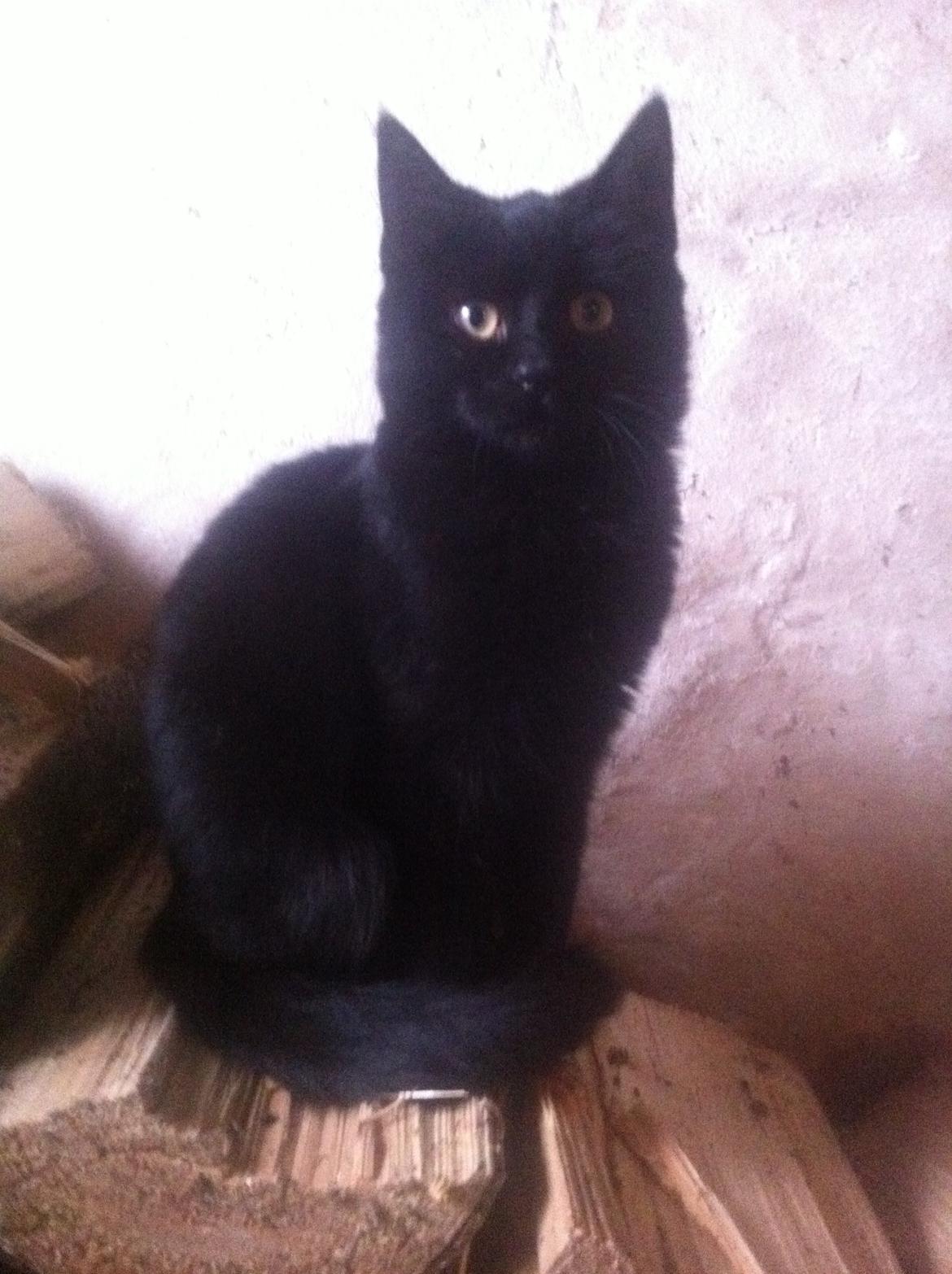 Huskat Blacki billede 3