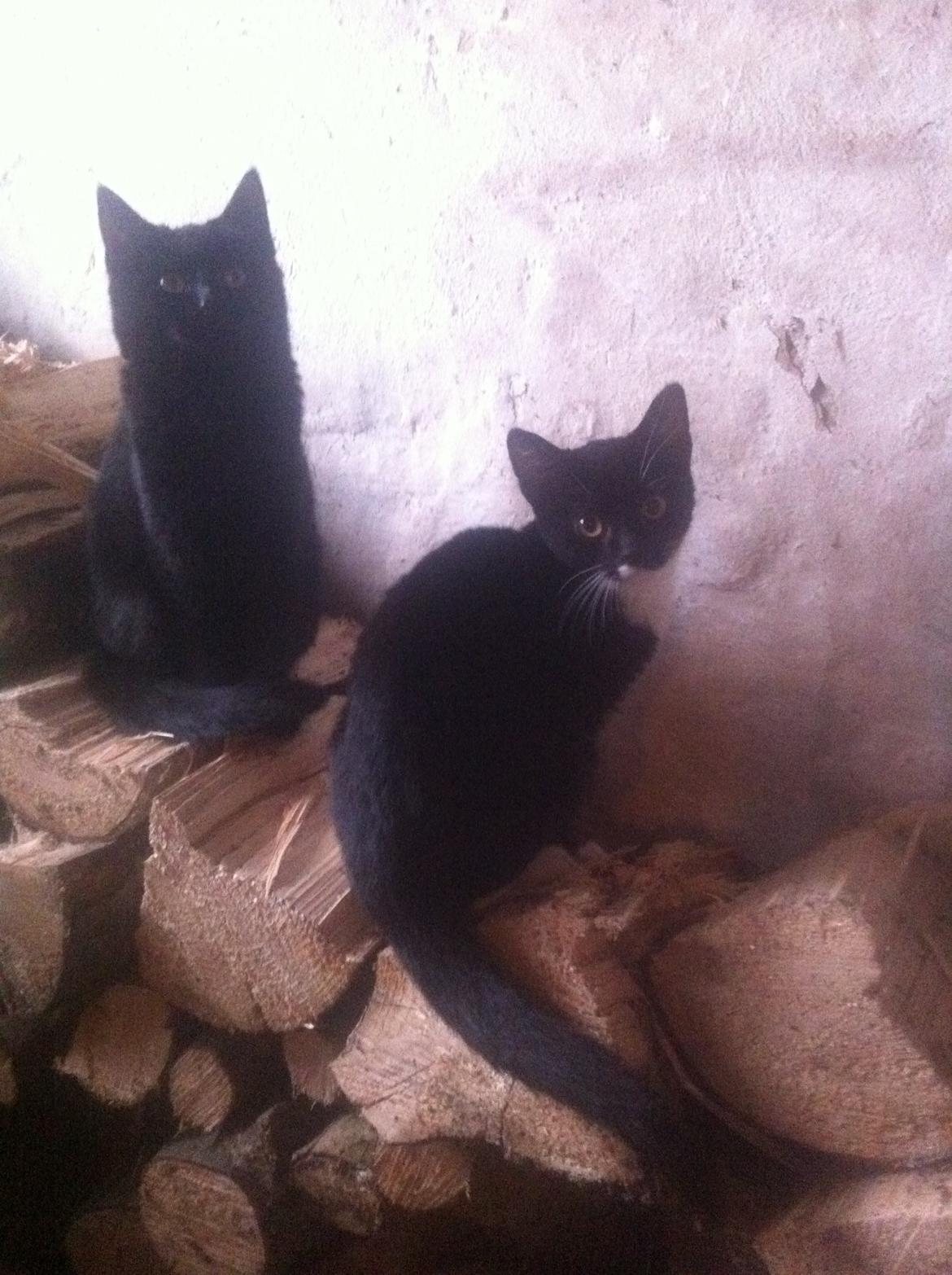 Huskat Blacki - Blacki er den helt sorte  billede 4