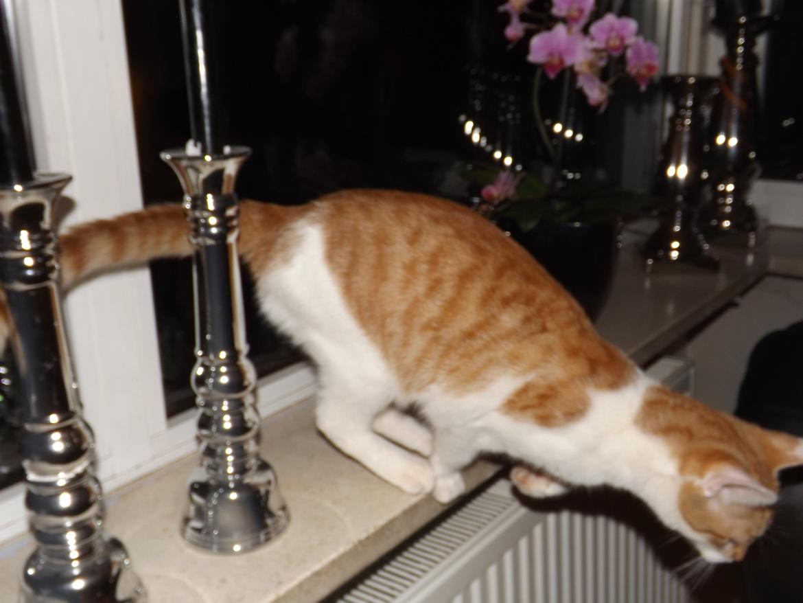 Huskat Liva billede 1