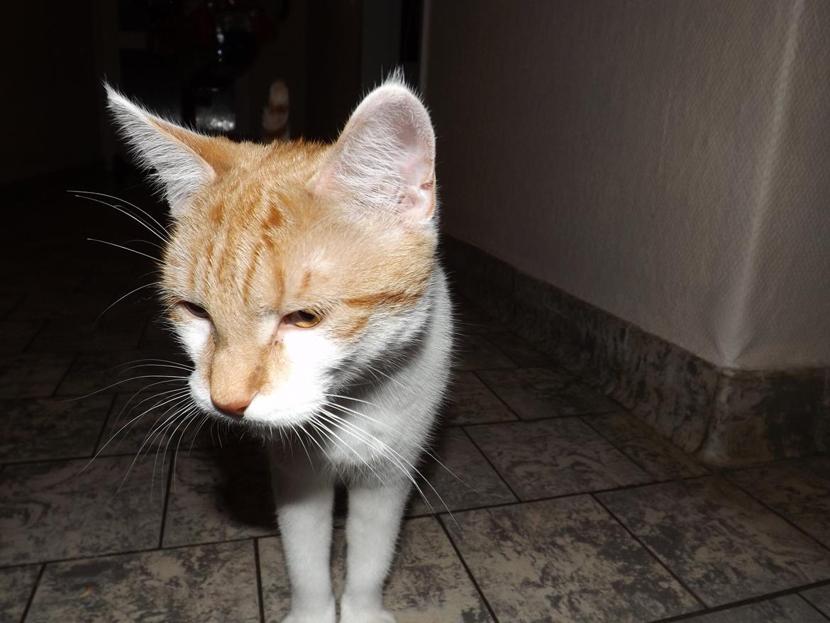 Huskat Liva billede 2