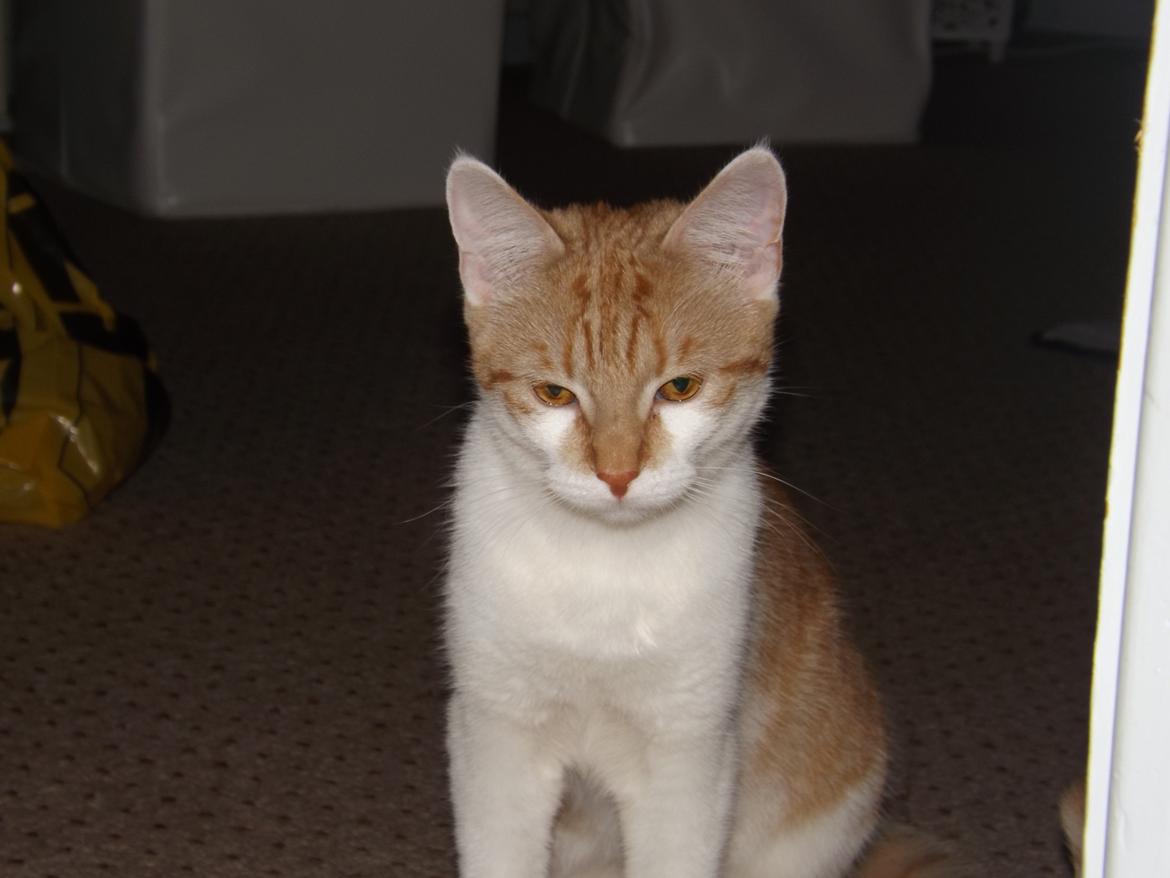 Huskat Liva billede 3