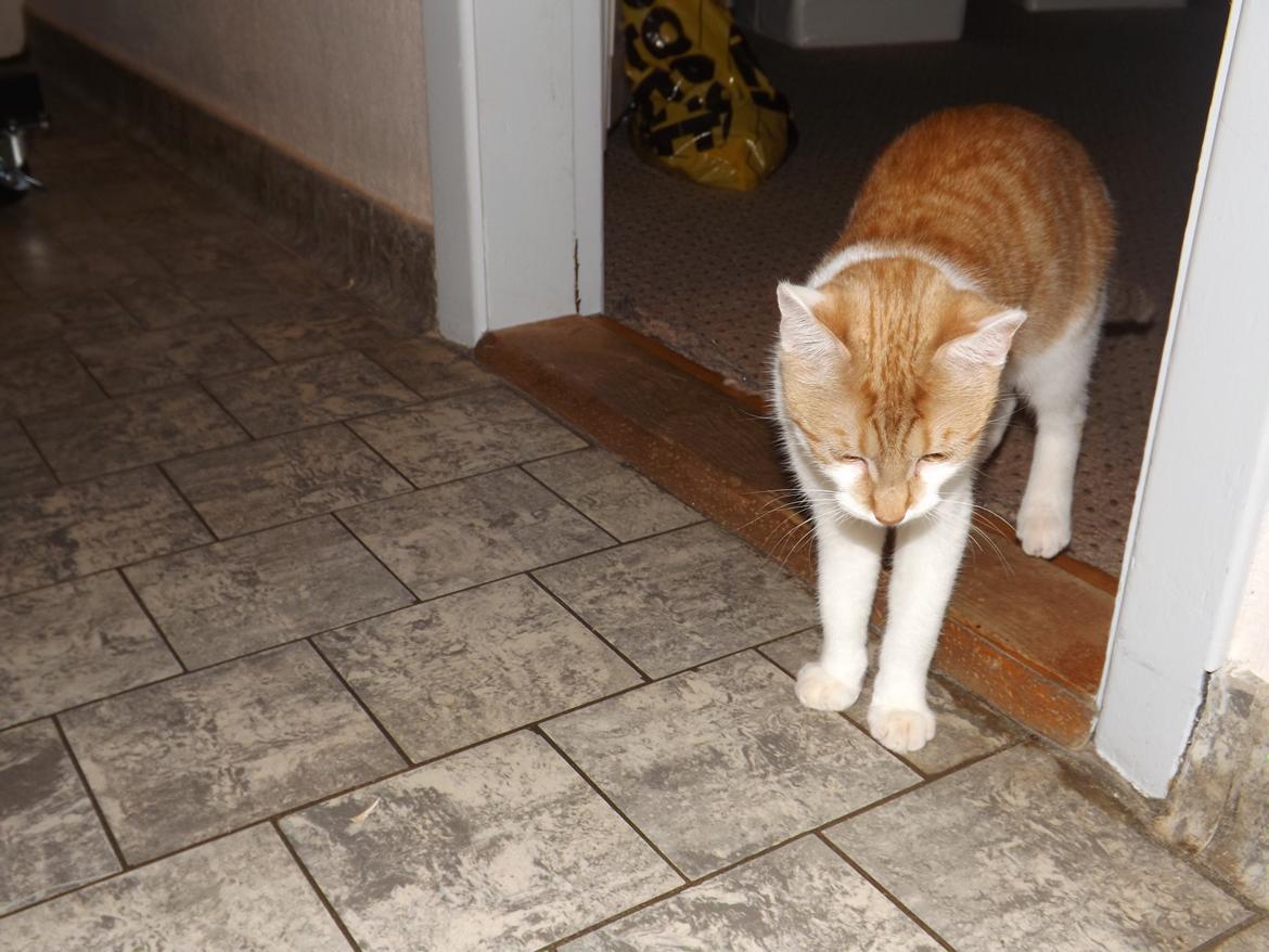 Huskat Liva billede 4