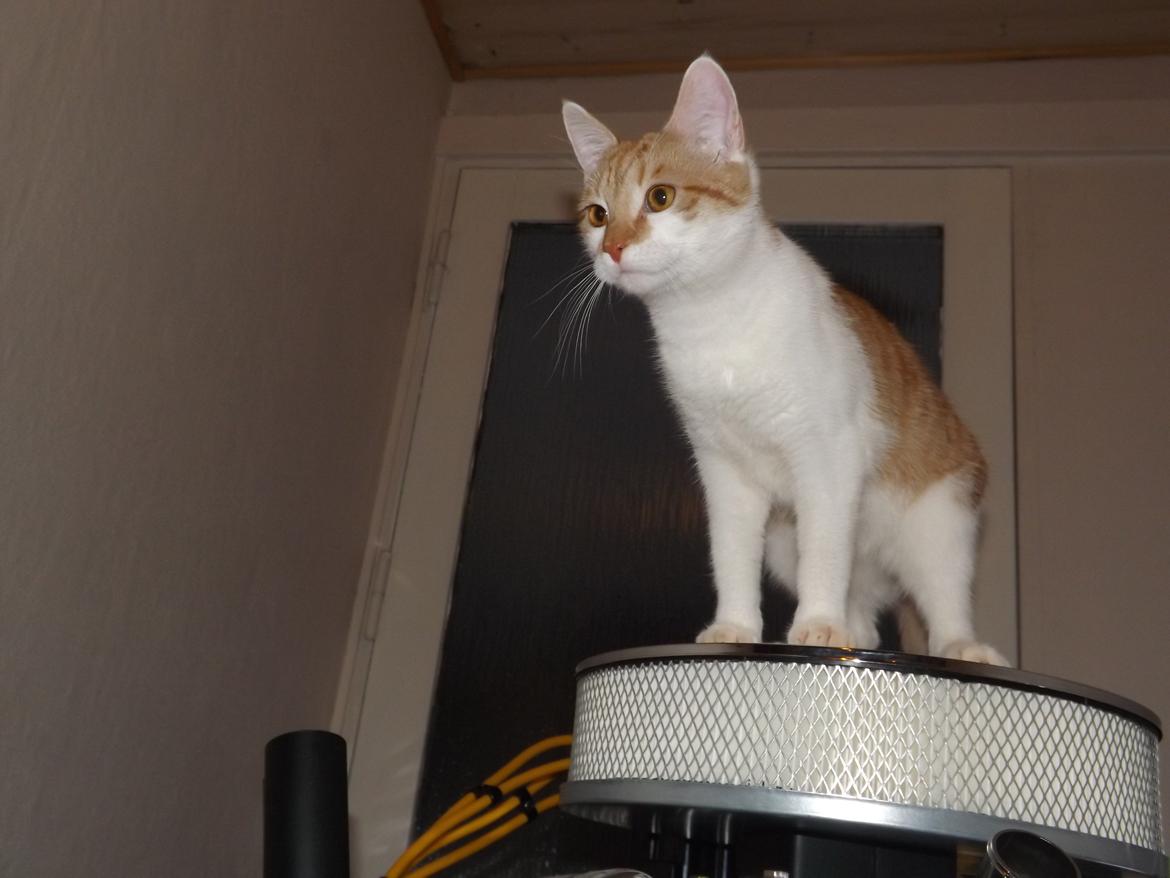 Huskat Liva - Lille mis <3
 billede 5