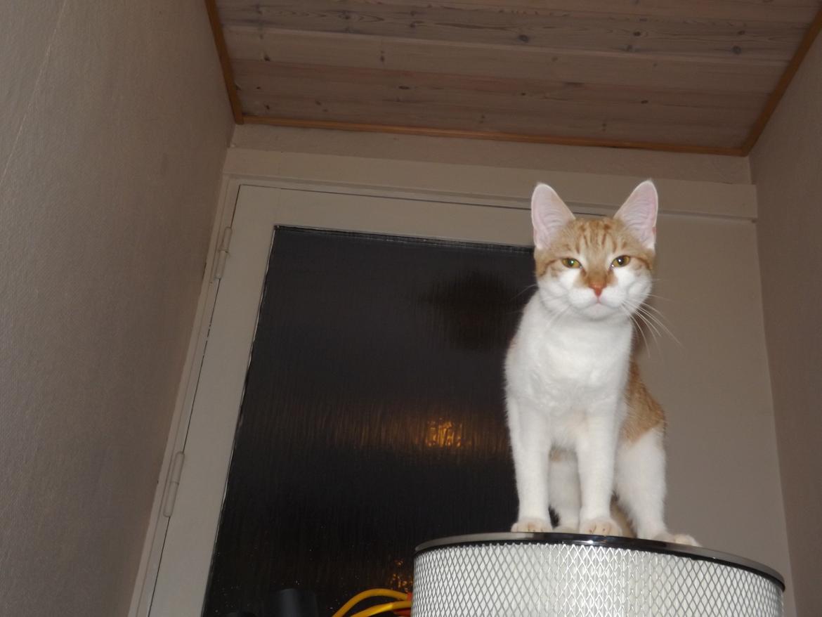 Huskat Liva billede 6