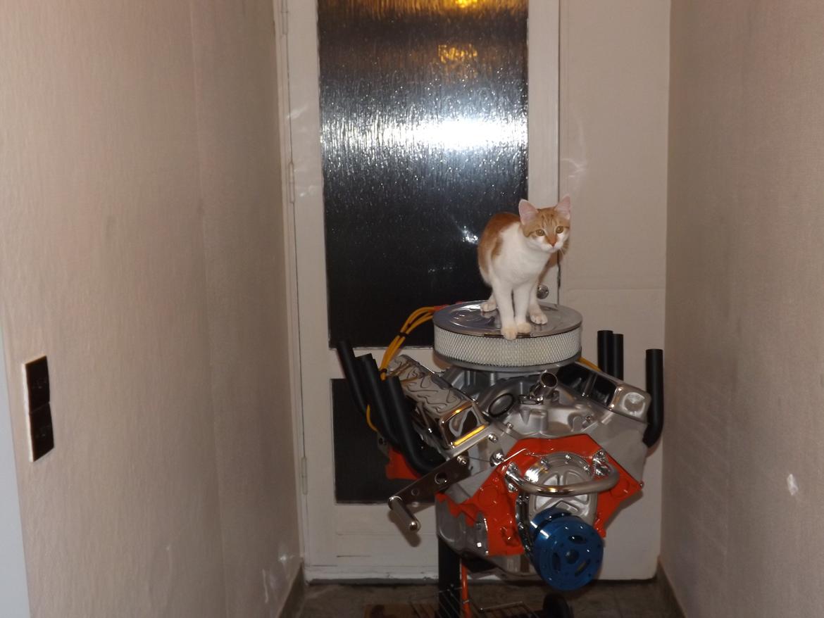 Huskat Liva billede 7