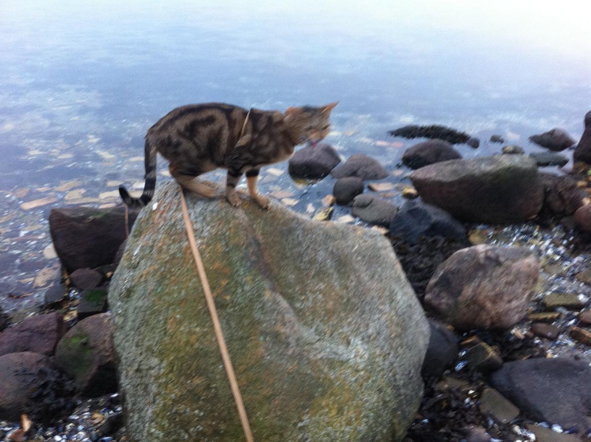 Sokoke Uluzi billede 1