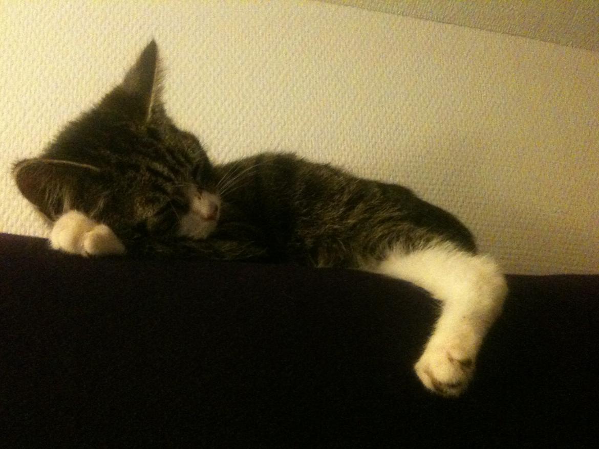 Huskat Bertil billede 1