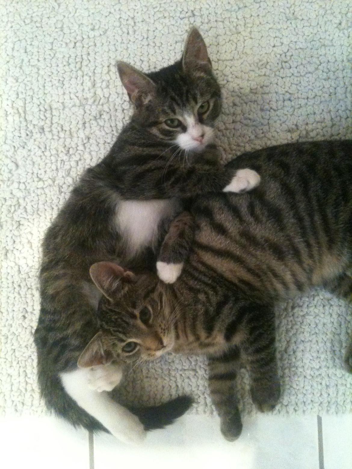 Huskat Bertil billede 2