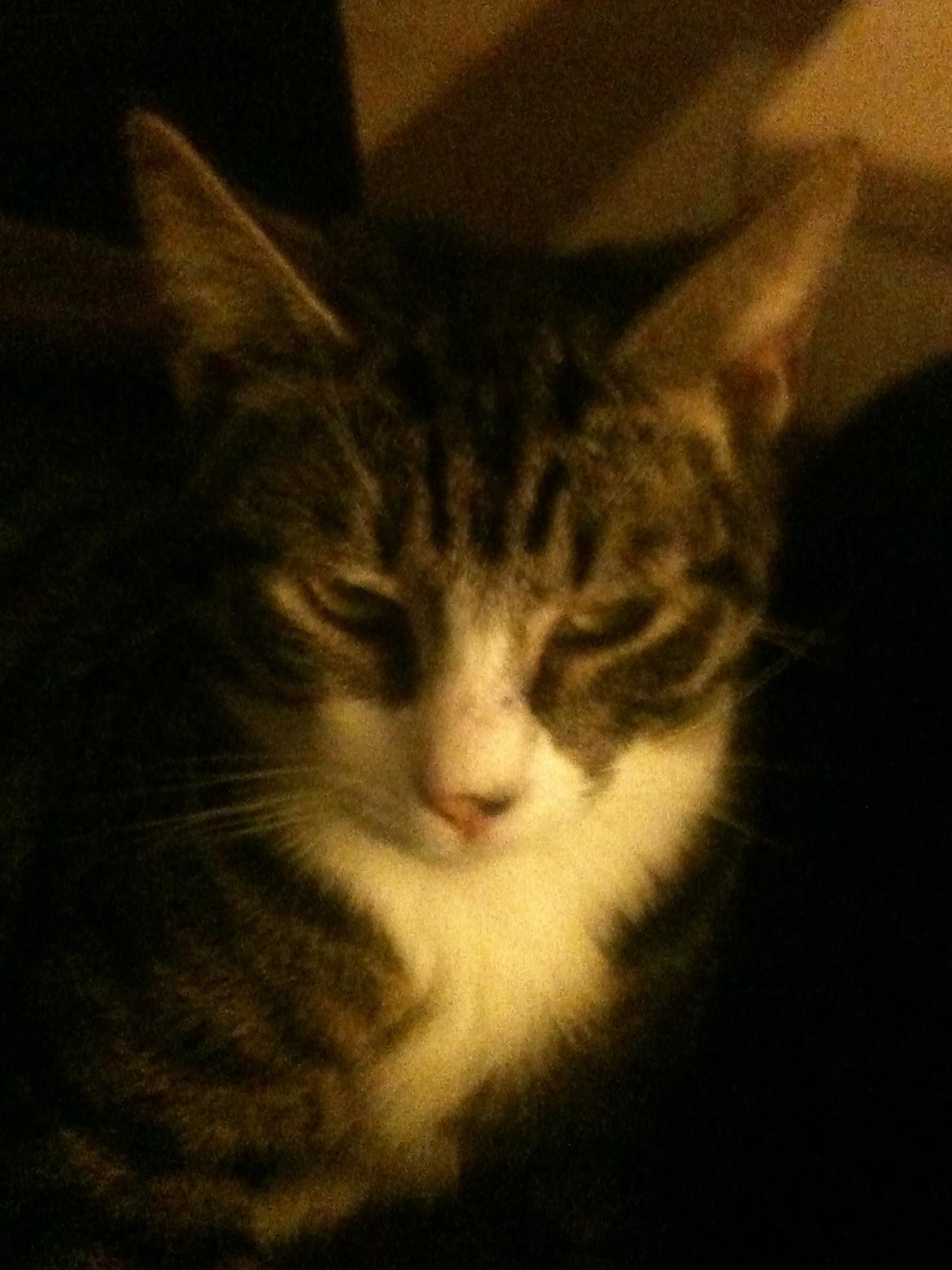 Huskat Bertil billede 3