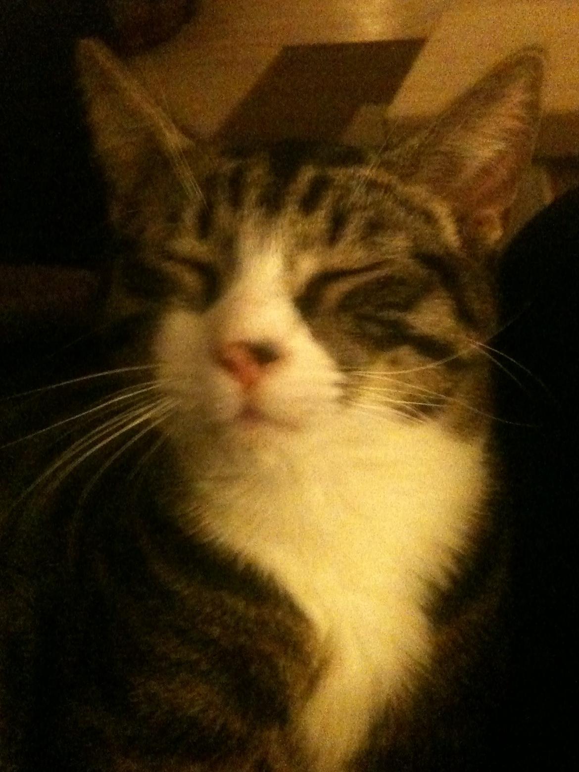 Huskat Bertil billede 4