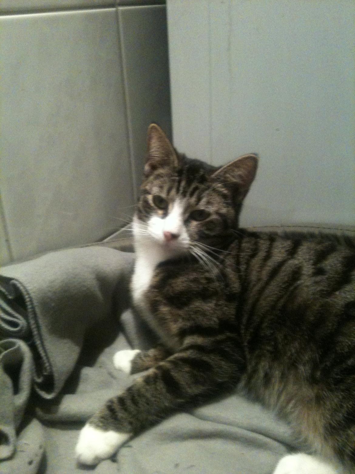 Huskat Bertil billede 5