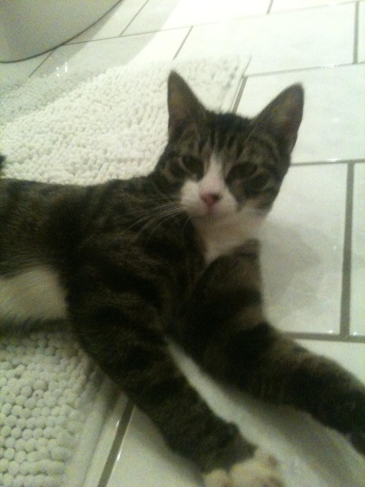 Huskat Bertil billede 6