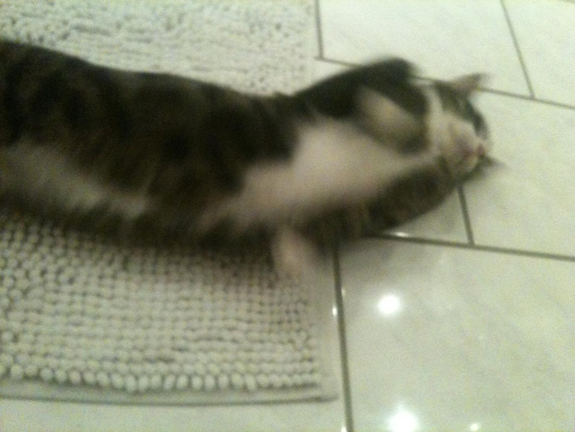 Huskat Bertil billede 7