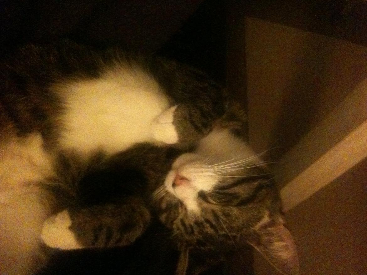 Huskat Bertil billede 8