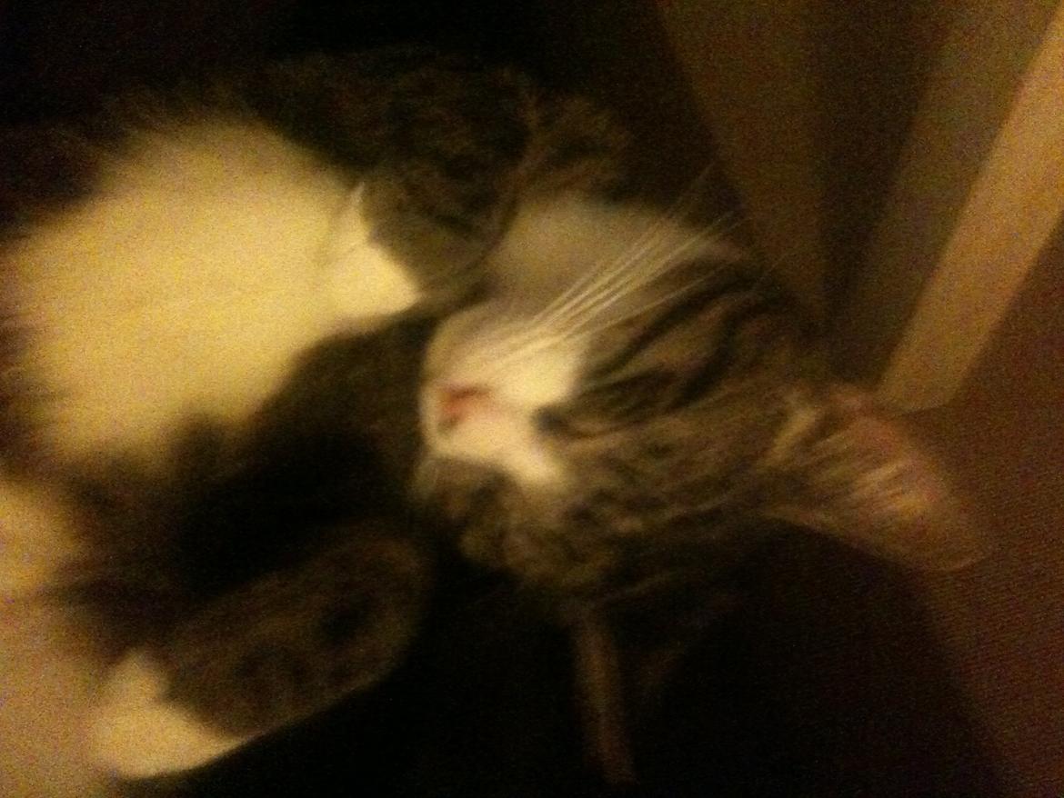 Huskat Bertil billede 9