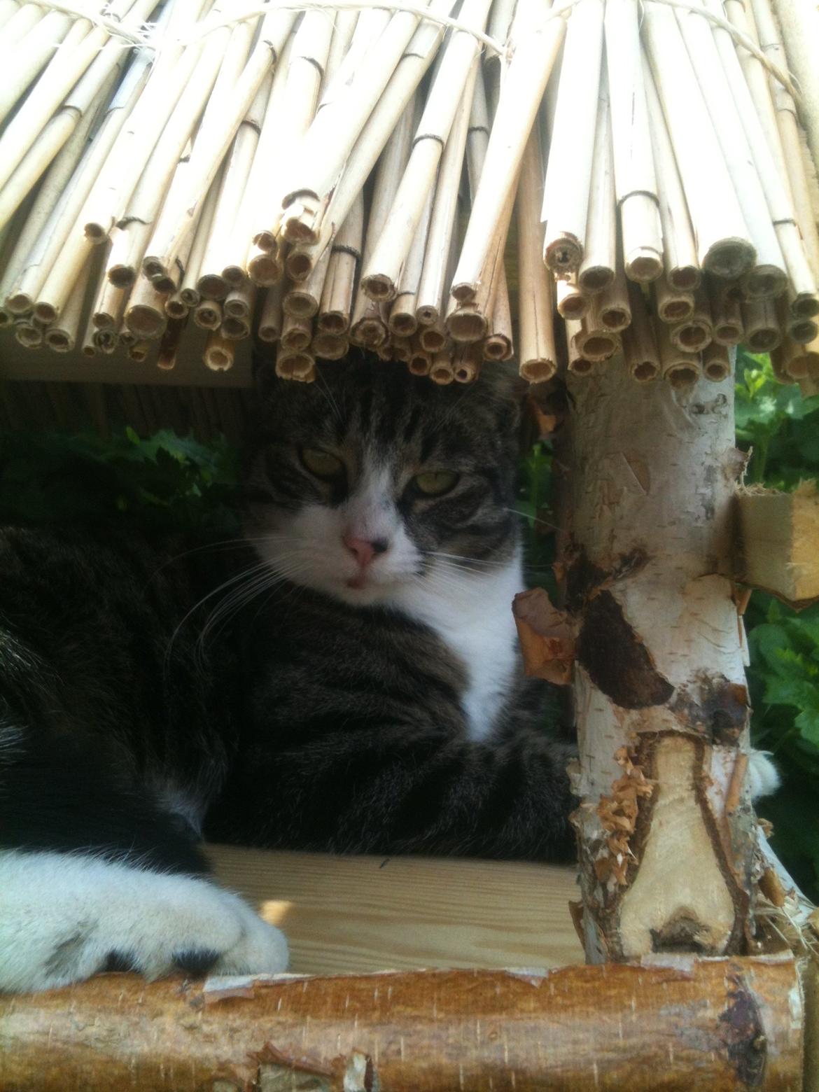 Huskat Bertil billede 10