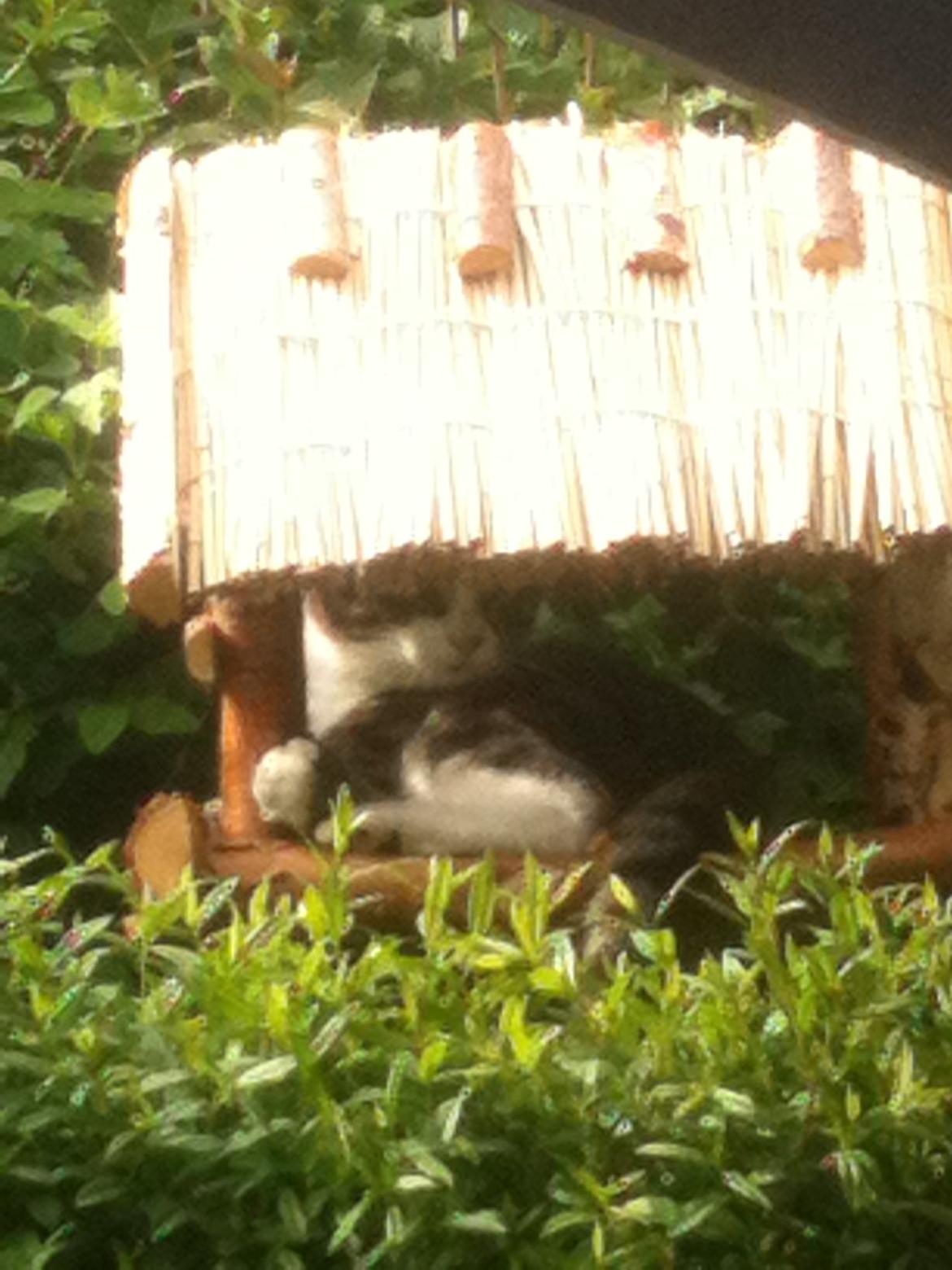 Huskat Bertil billede 11