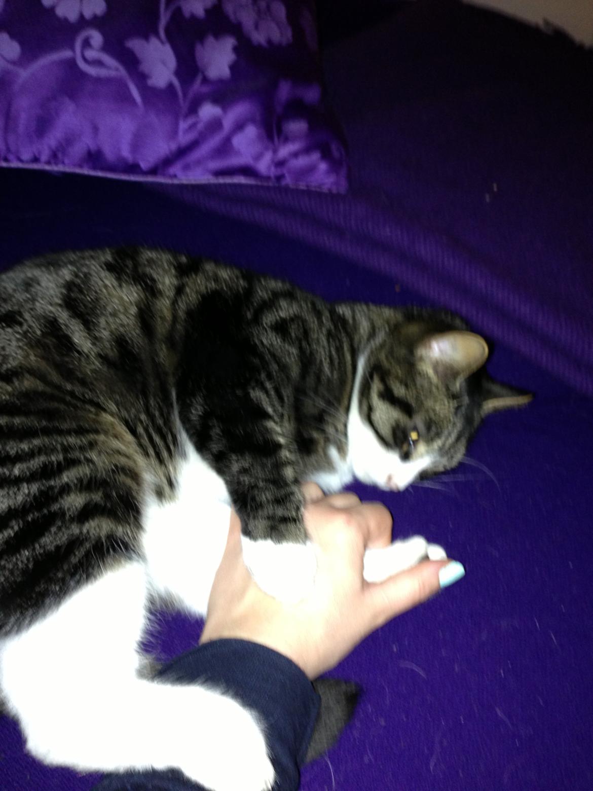 Huskat Bertil billede 12