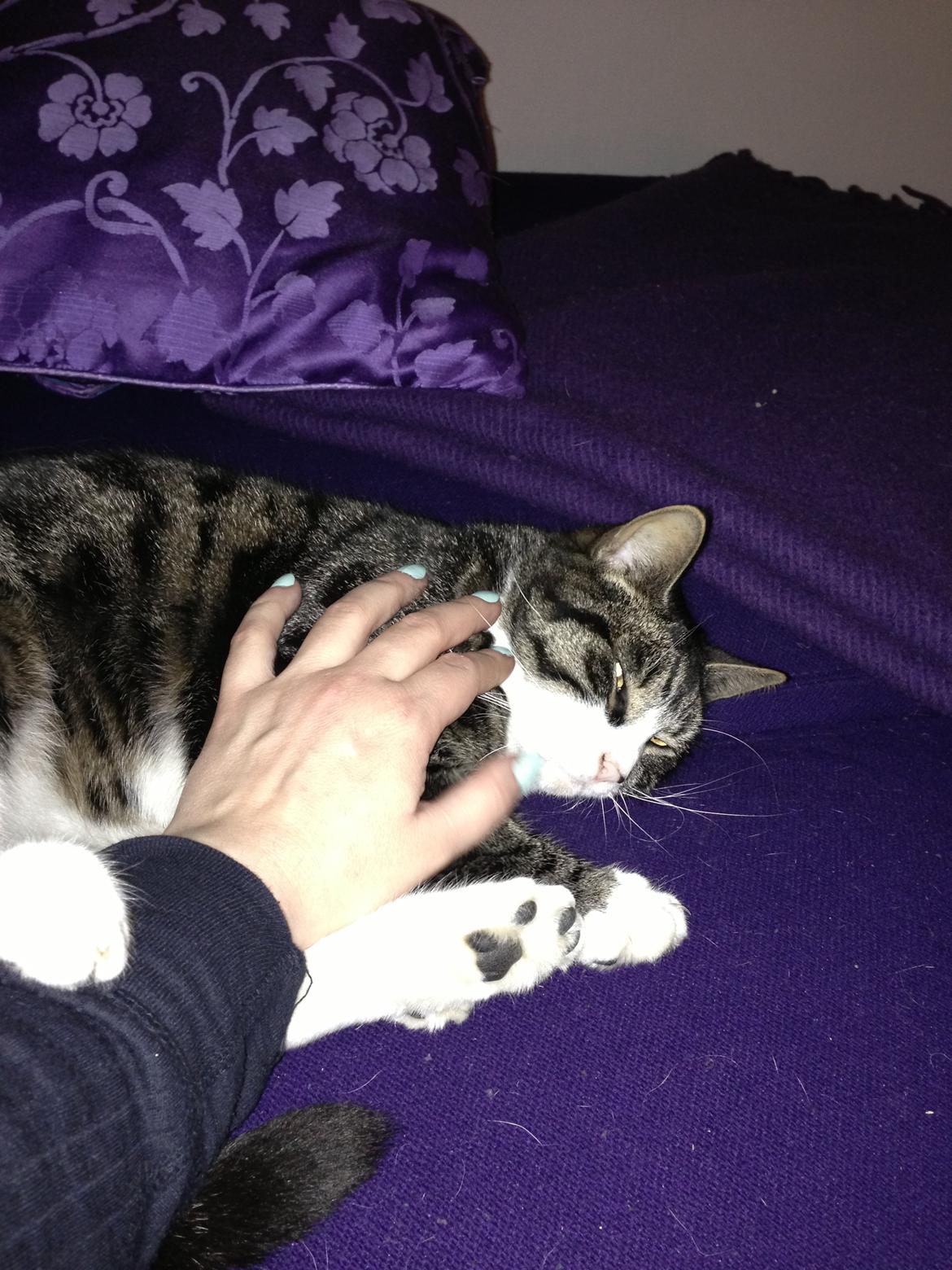 Huskat Bertil billede 13