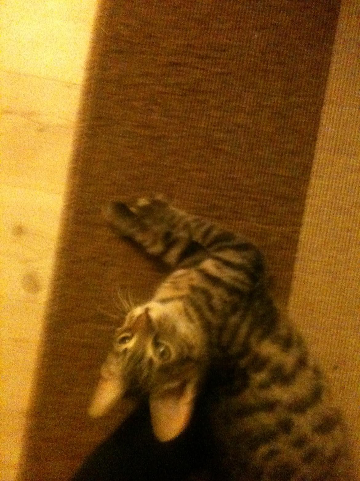 Huskat Carla billede 2