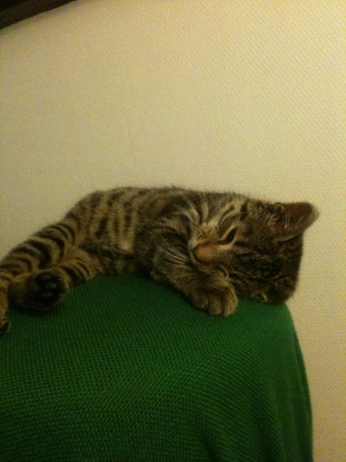 Huskat Carla billede 3