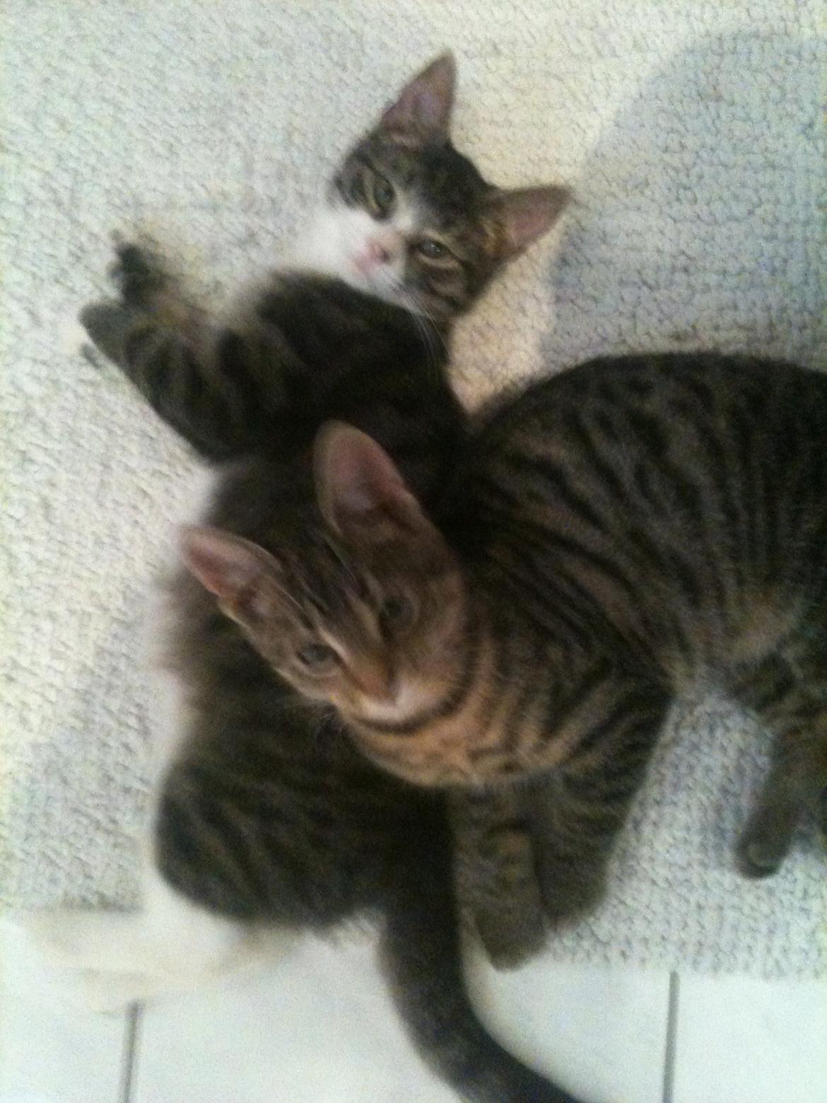 Huskat Carla billede 4