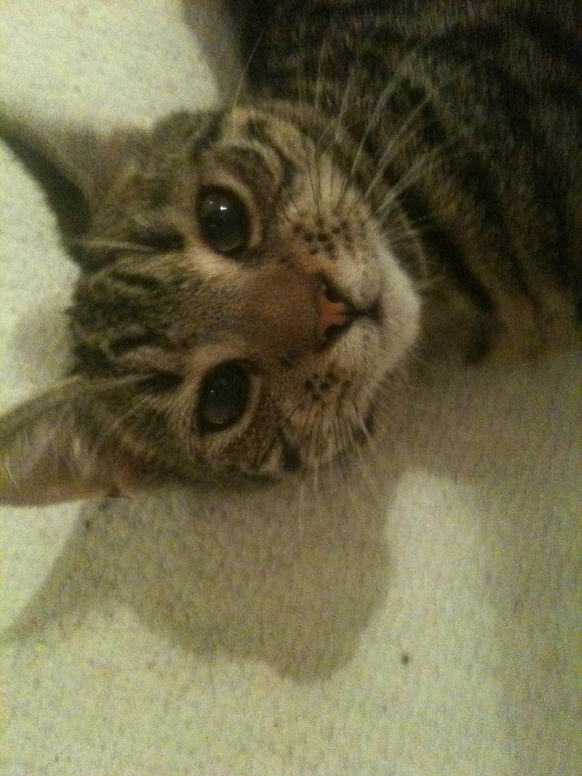 Huskat Carla billede 5