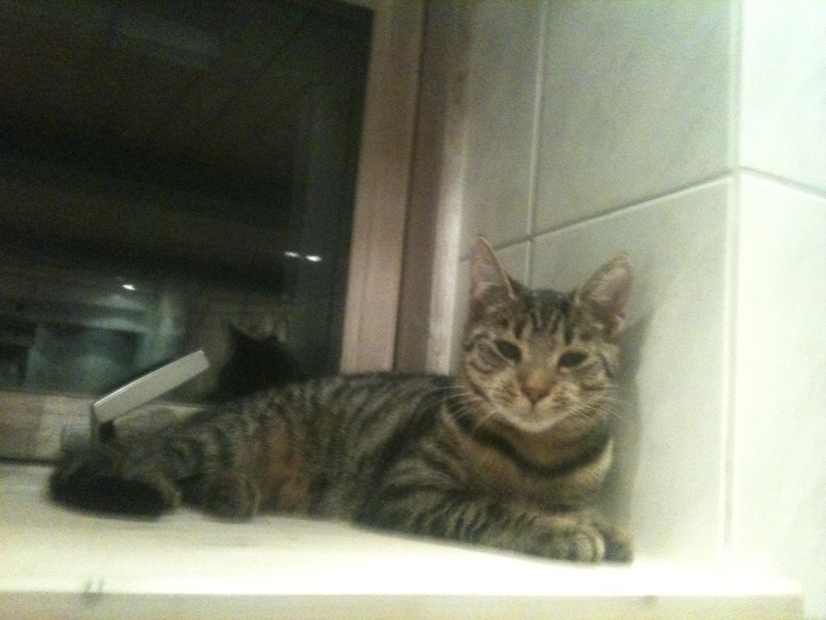 Huskat Carla billede 6