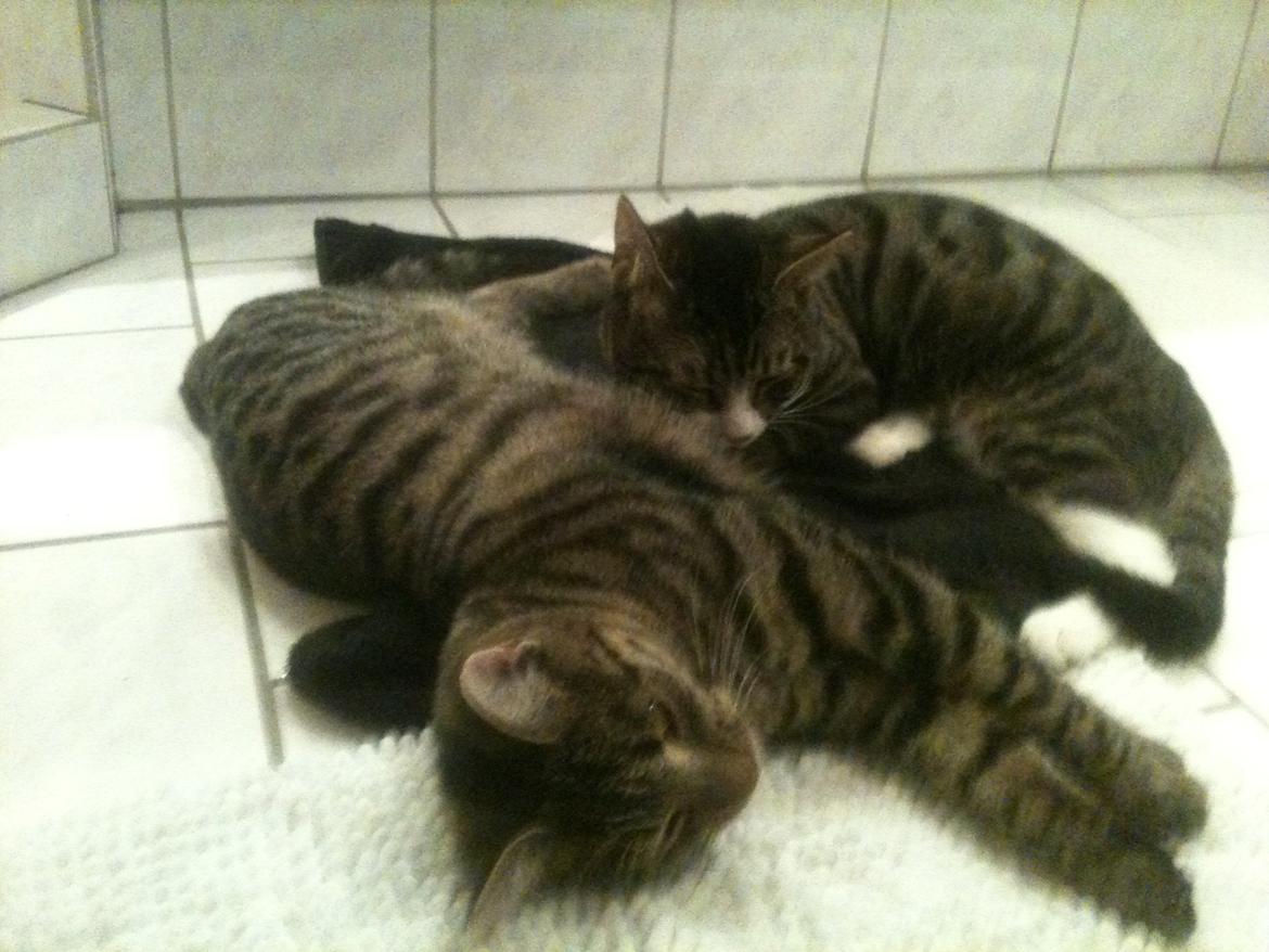 Huskat Carla billede 7