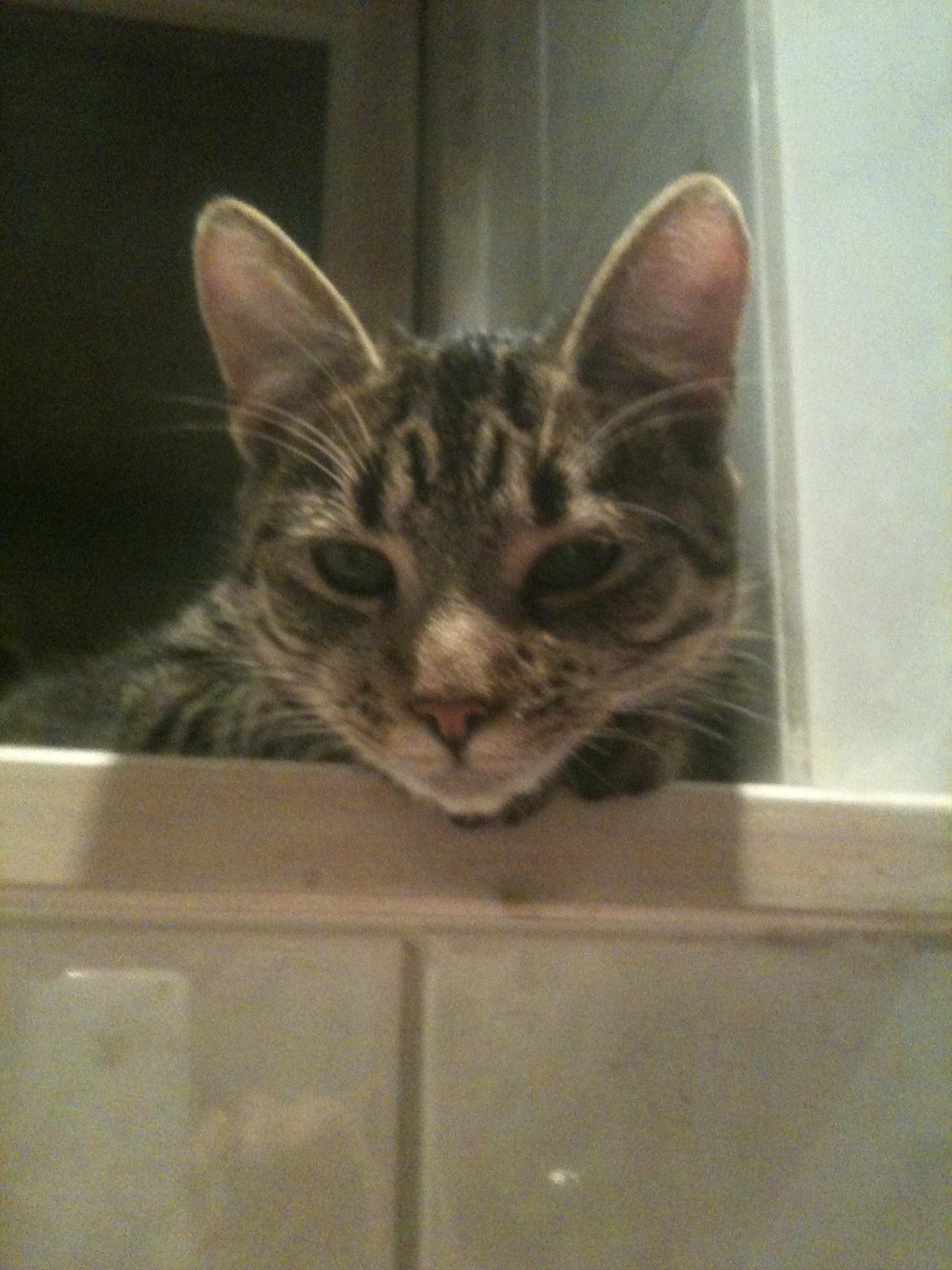 Huskat Carla billede 1