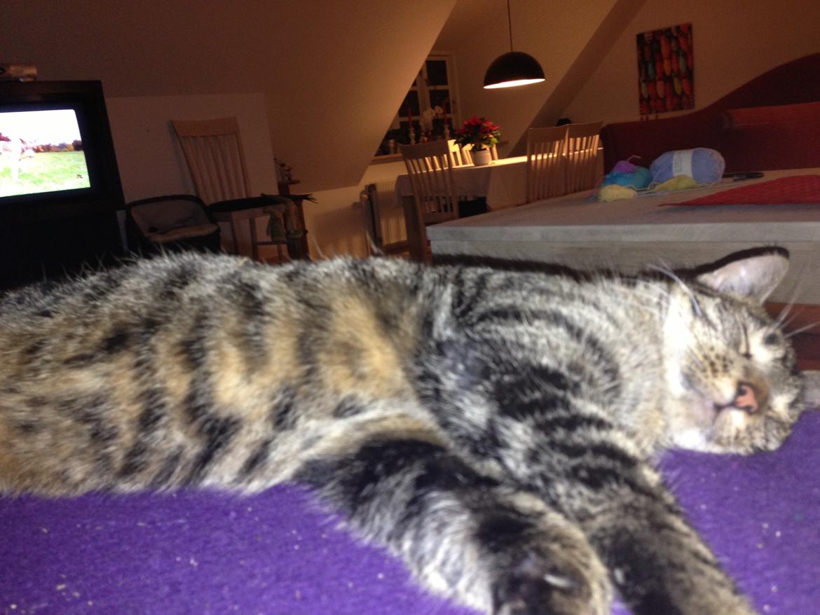 Huskat Carla billede 8