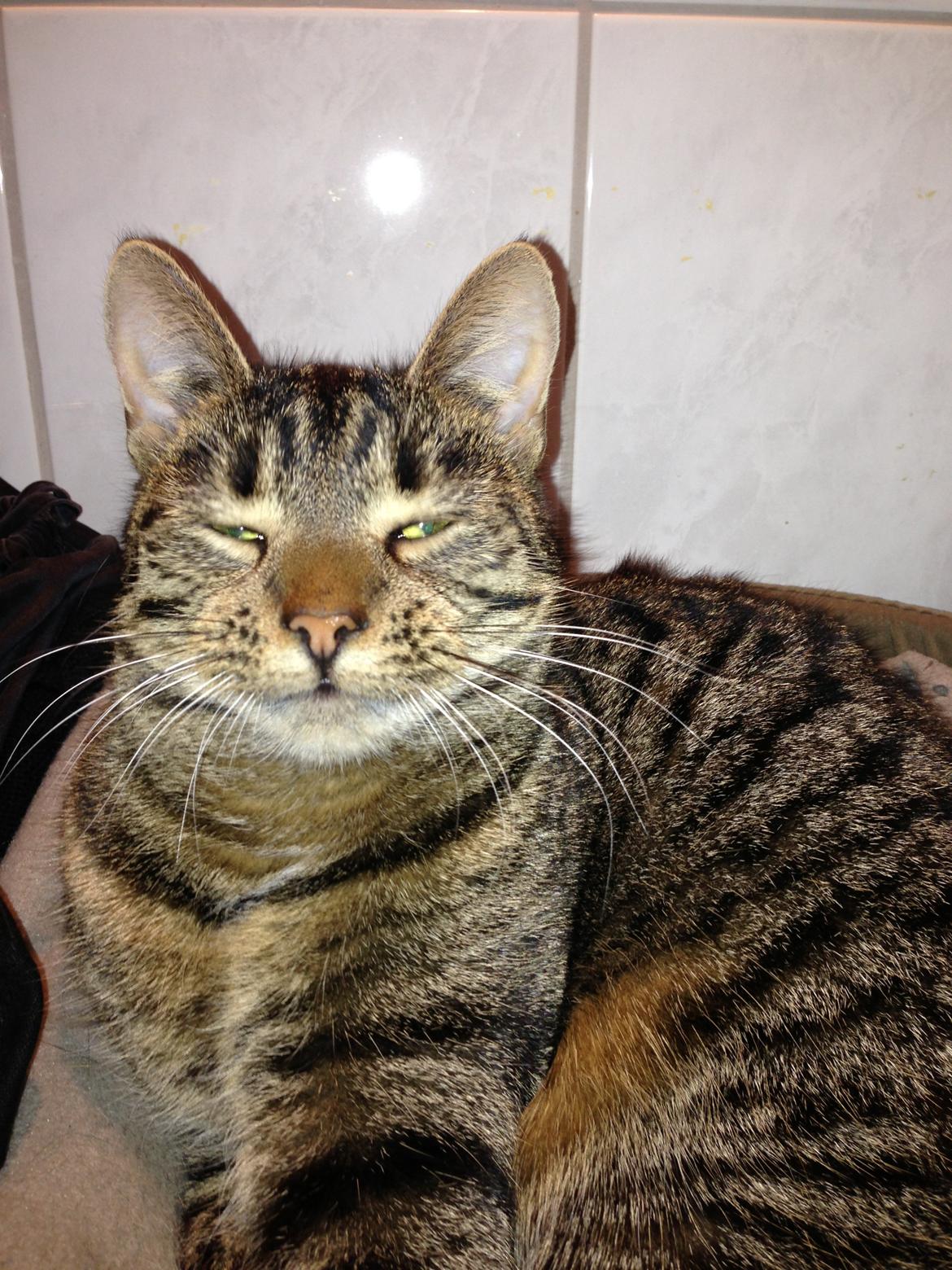 Huskat Carla billede 9